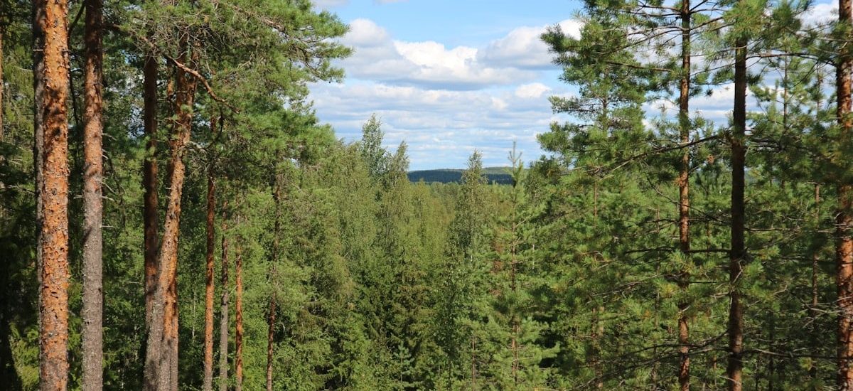 a forest filled with lots of tall pine trees