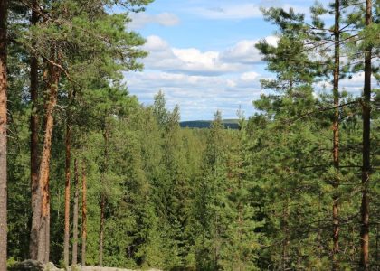 a forest filled with lots of tall pine trees